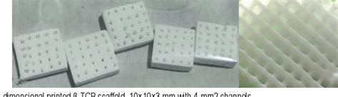  Tricalcium Phosphate 驚豔生物界：骨骼重建的奇蹟材料！